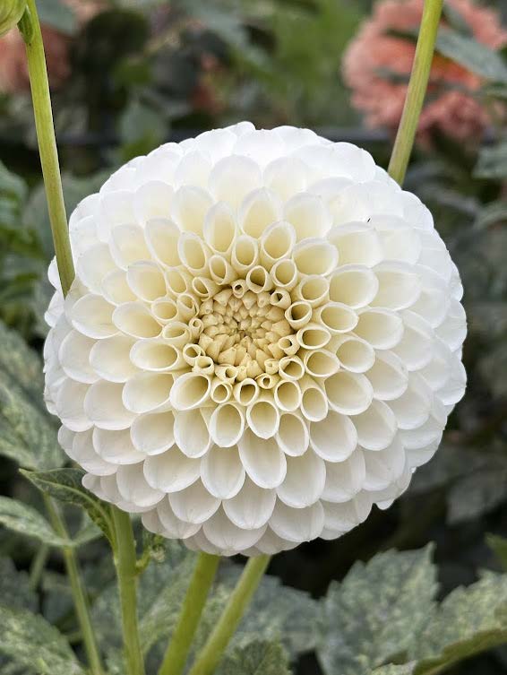 20th Ave Tradition | Dahlia Tuber