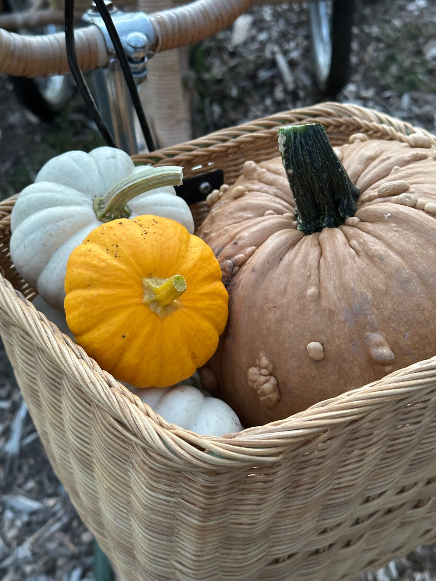 Pumpkin U-Pick | Monday, Sept 29 - 5:30-7:30 PM