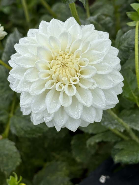 Blizzard | Dahlia Tuber