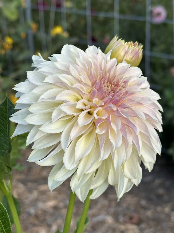 KA’s® Champagne | Dahlia Tuber
