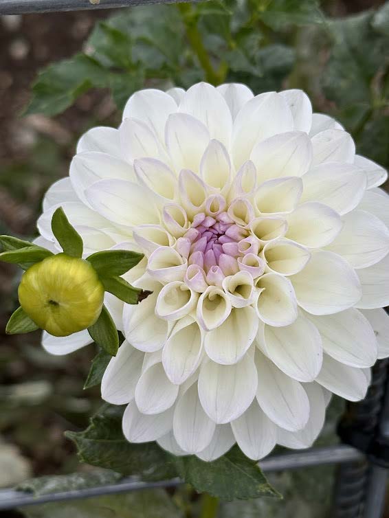 Eveline | Dahlia Tuber