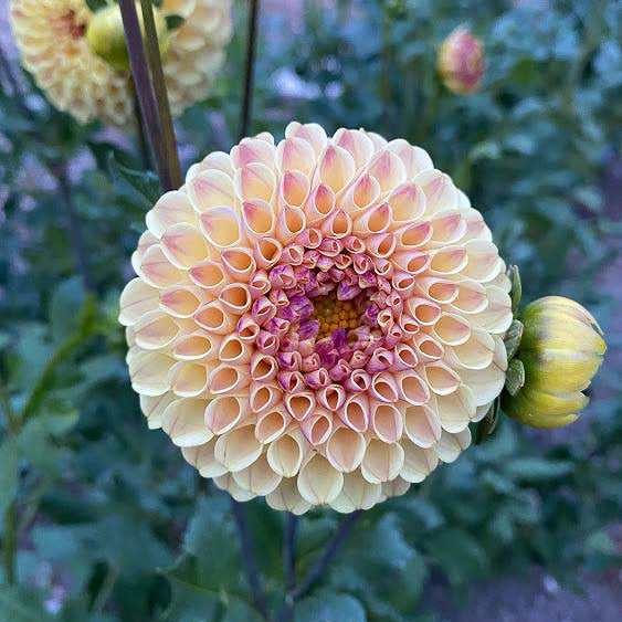 Ferncliff Spice | Dahlia Tuber
