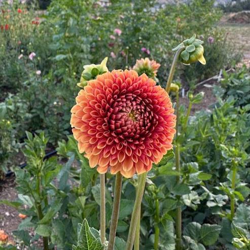 Hy Suntan | Dahlia Tuber