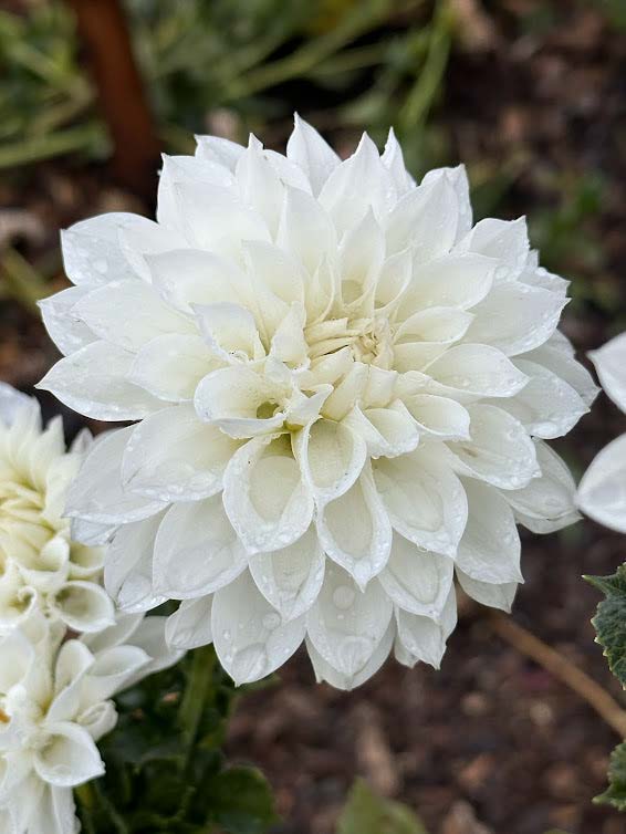 Hillcrest Amour | Dahlia Tuber