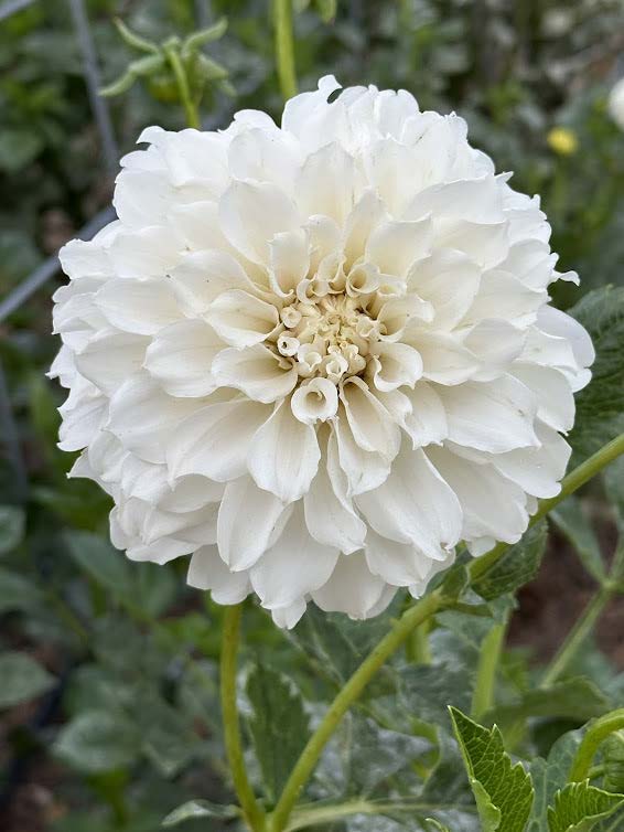 Irish Ruffles | Dahlia Tuber
