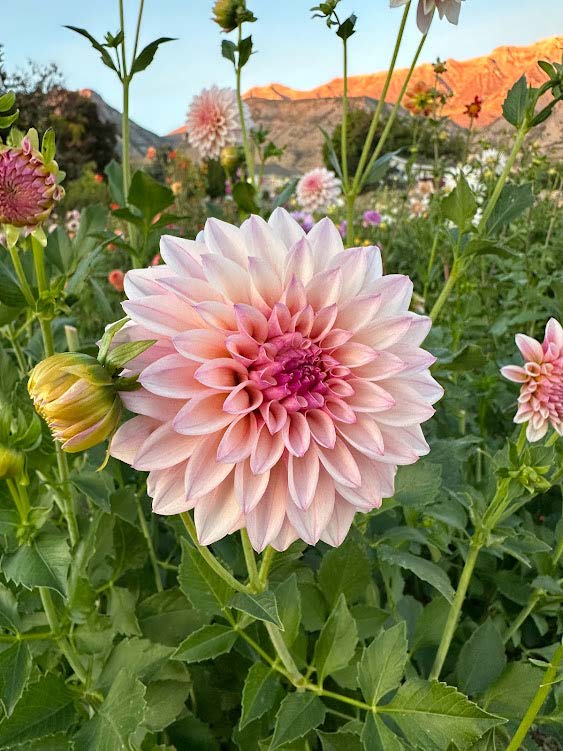 KA’s Mocha Jake | Dahlia Tuber