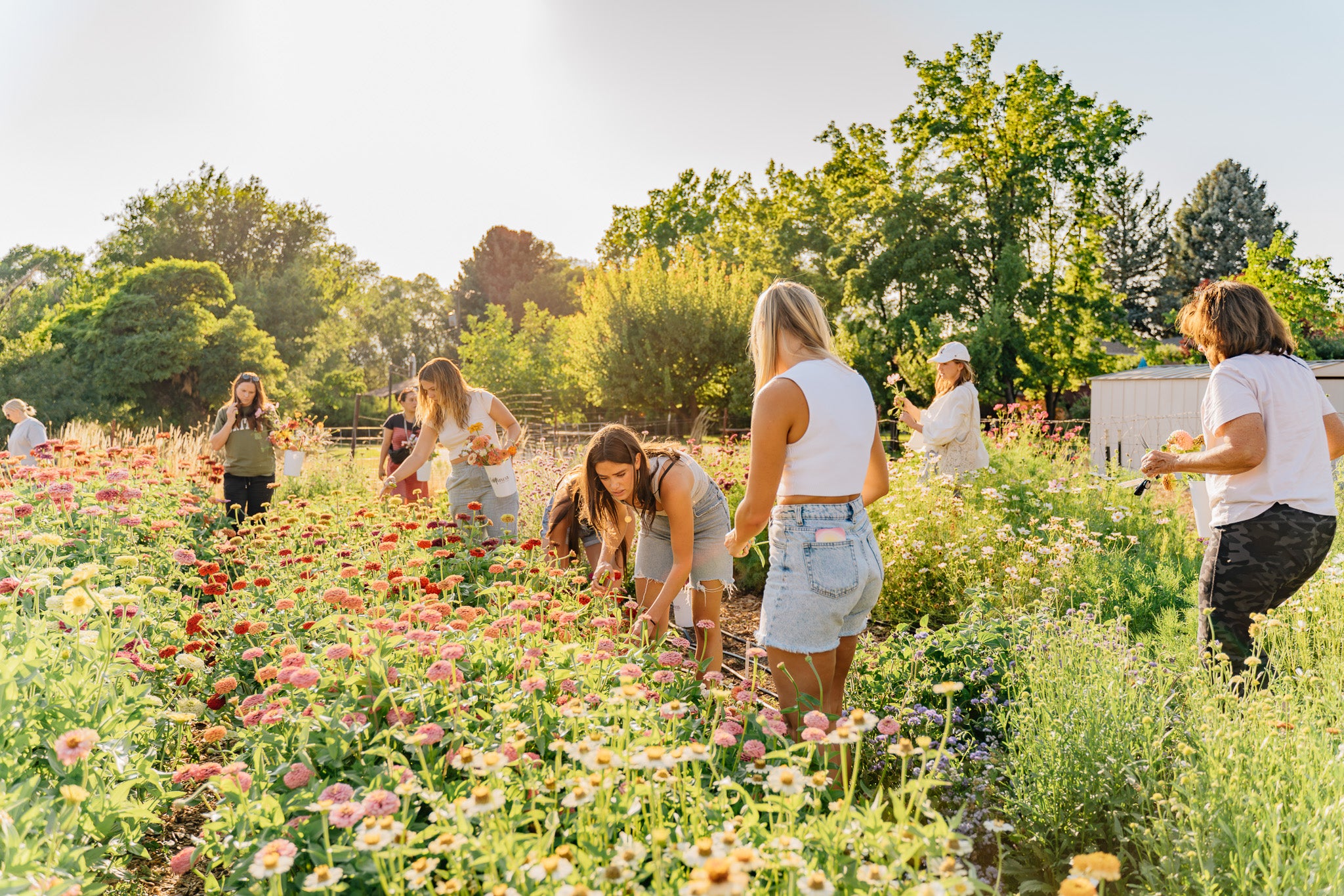 La Finca Flower Farm cover