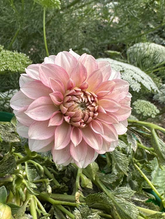 KA’s® Mocha Jo | Dahlia Tuber