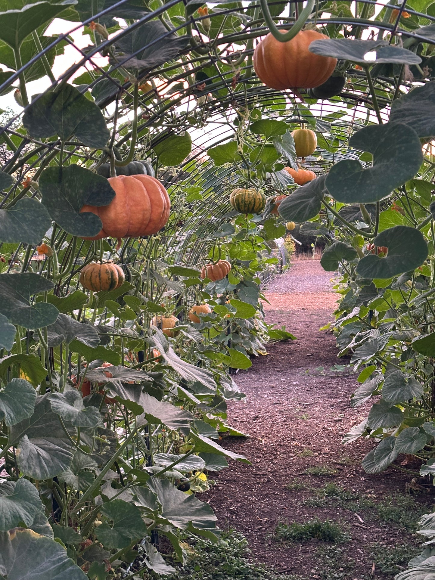 Pumpkin U-Pick | Monday, Sept 29 - 5:30-7:30 PM