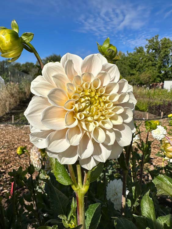 Sweet Nathalie | Dahlia Tuber