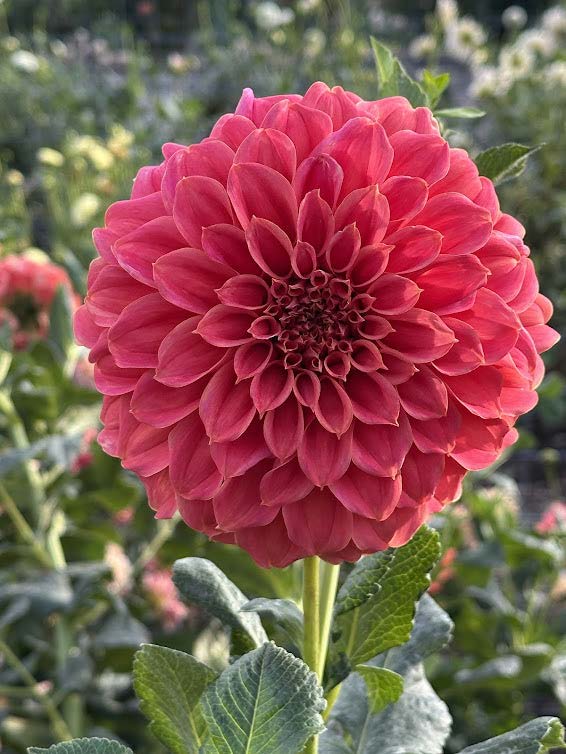 Sylvia Craig Hunter | Dahlia Tuber