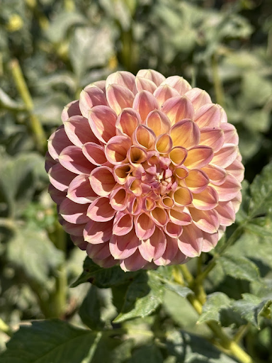 Coseytown Baby Cakes | Dahlia Tuber