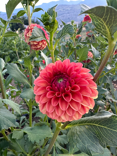 KA’s Blood Orange | Dahlia Tuber