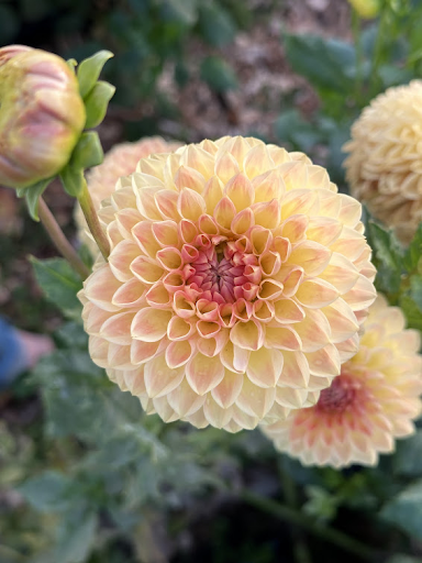 Blyton Softer Gleam | Dahlia Tuber