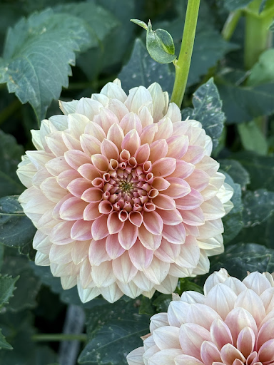 KA’s Boho Peach | Dahlia Tuber