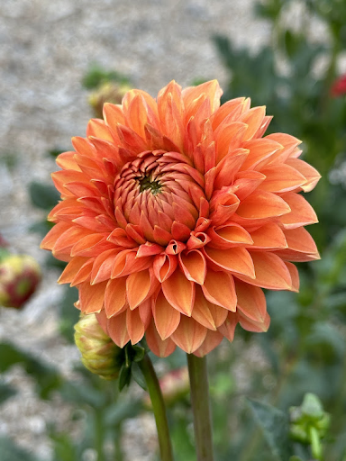 Jowey Chantal | Dahlia Tuber