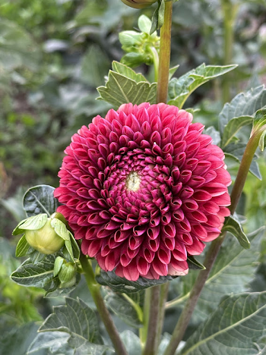 Copper Boy | Dahlia Tuber