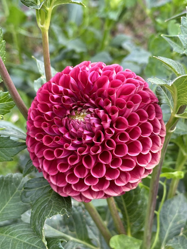 Cornel | Dahlia Tuber