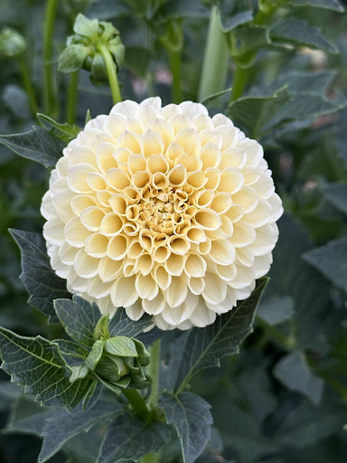 Creamy | Dahlia Tuber