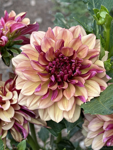 Creme De Cognac | Dahlia Tuber