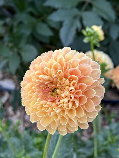 Crichton Honey | Dahlia Tuber