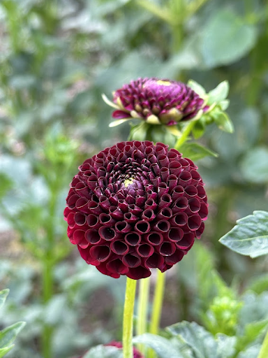 Crossfield Ebony | Dahlia Tuber