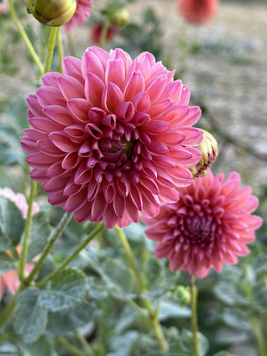 Dikara Superb | Dahlia Tuber