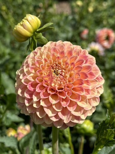 Snoho Doris | Dahlia Tuber