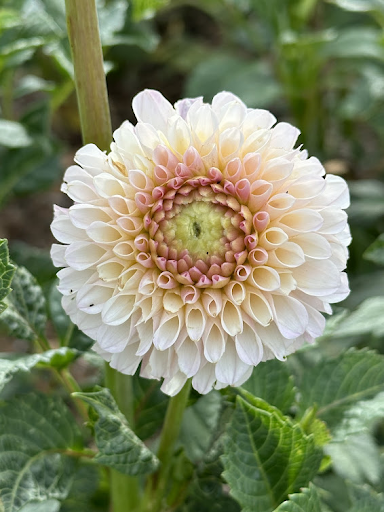 Dorothy | Dahlia Tuber