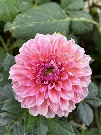 Esli | Dahlia Tuber
