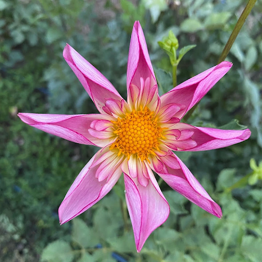 Fancy Pants | Dahlia Tuber