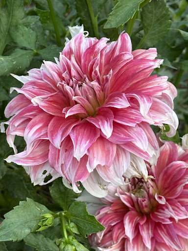 Frost Nip | Dahlia Tuber