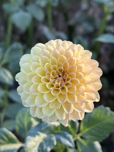 Coseytown Gale | Dahlia Tuber