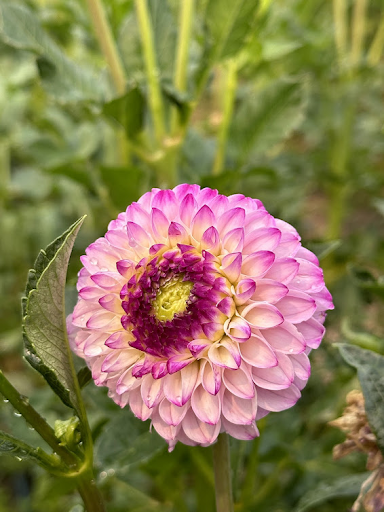 Genova | Dahlia Tuber