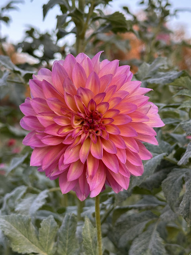 Hollyhill Gloria | Dahlia Tuber
