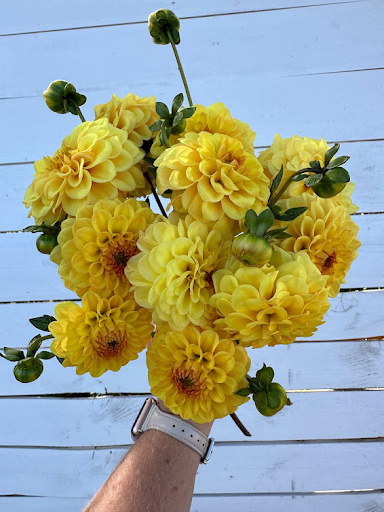 Golden Scepter | Dahlia Tuber