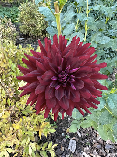 Hollyhill Black Beauty | Dahlia Tuber