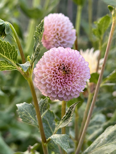 Irish D Porter | Dahlia Tuber