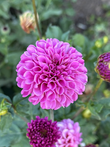 Jan Van Schaffelaar | Dahlia Tuber