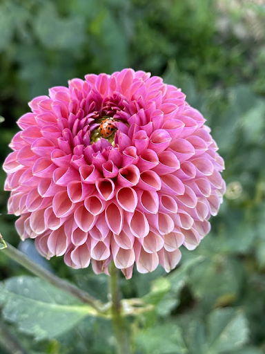 Snoho Jo Jo | Dahlia Tuber