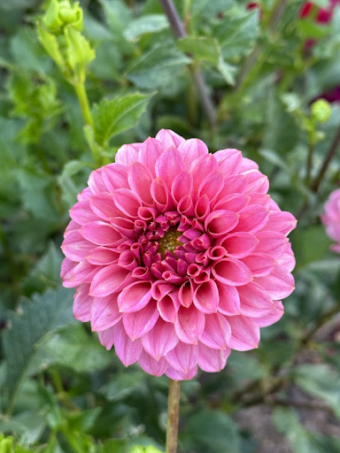 KA’s Keltie Rose | Dahlia Tuber