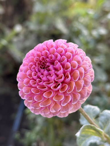 Koko Puff | Dahlia Tuber