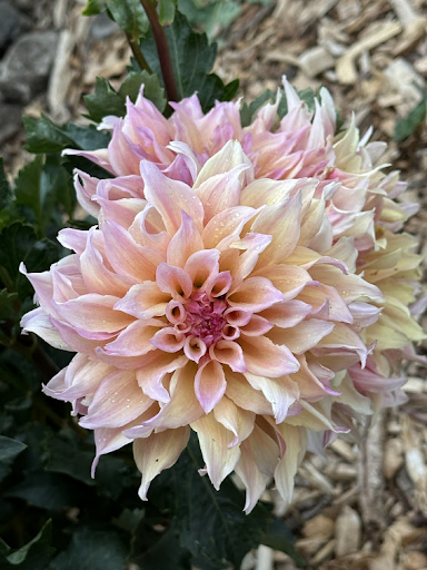 Labyrinth | Dahlia Tuber