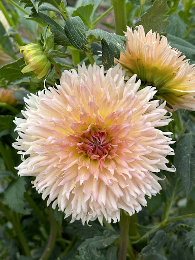 Lakeview Peach Fuzz | Dahlia Tuber