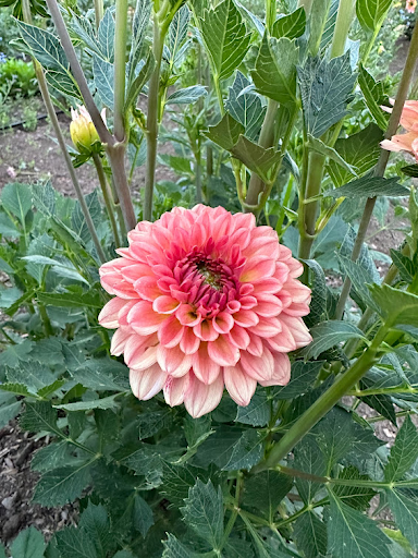 Lark's Ebbe | Dahlia Tuber