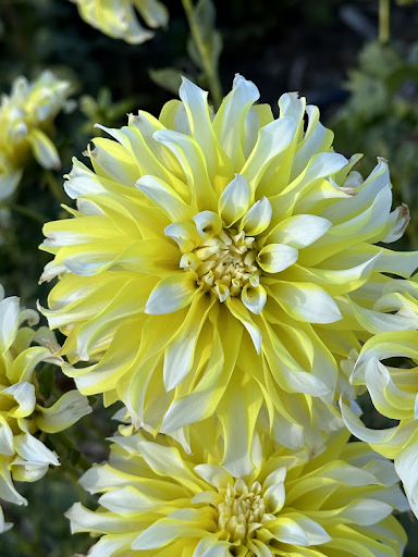 Hollyhill Lemon Ice | Dahlia Tuber