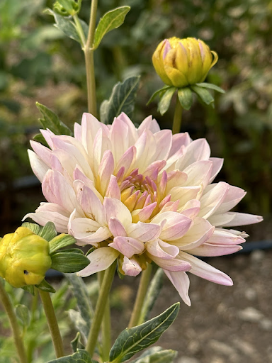Hollyhill Lilibet | Dahlia Tuber