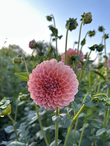 Linda's Baby | Dahlia Tuber