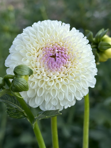 Hollyhill Miss White | Dahlia Tuber