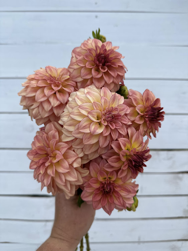 KA’s Mocha Katie | Dahlia Tuber